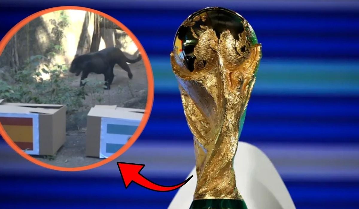 Jaguarul „Poty” a prezis învingătoarea din finala Mondialului